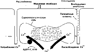 ����� - ����������� ����������� ���������������� �������