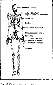 ����� - ����������� ����������� ���������������� �������