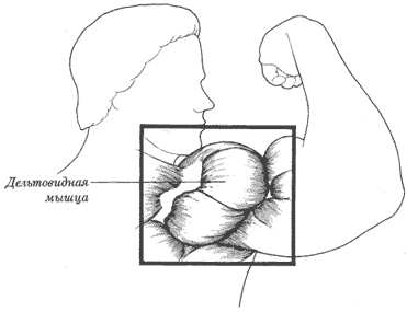 Дельтовидная мышца.