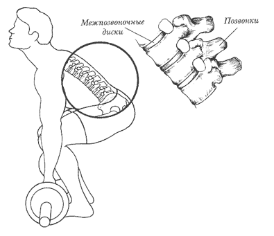 Становая тяга штанги с напряженной выпрямленной спиной и поднятой головой снимает нежелательную нагрузку с позвоночника и мышц поясницы. Позвонки находятся почти на одной линии, и к межпозвоночным дискам прилагается одинаковая нагрузка, что имеет жизненно важное значение для безопасности нижнего отдела позвоночника.