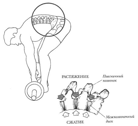 Становая тяга штанги с согнутой спиной и опущенной головой подвергает неравномерной нагрузке хрупкие межпозвоночные диски и мышцы нижней части спины. Диски одновременно сжимаются с одной стороны и растягиваются с другой. Поднятая голова и прямая спина равномерно распределяют нагрузку и снижают риск травмы.