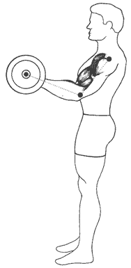 Смотрите, что происходит, когда вы поднимаете плечи во время сгибания рук со штангой. Вместо изоляции и разработки бицепсов, вы нагружаете переднюю головку дельтовидной мышцы, что противоречит цели упражнения.