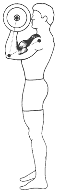 Еще одна проблема, возникающая в том случае, когда вы поднимаете локти при сгибании рук со штангой. В конце движения предплечья перпендикулярны полу, а это означает, что кости и сухожилия удерживают вес штанги, а бицепсы вообще не выполняют никакой работы.