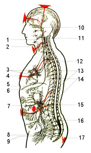 Ледбитер Ч. - Чакры