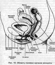 ��� - ������� �������. ���������������� �������, ��������� �������