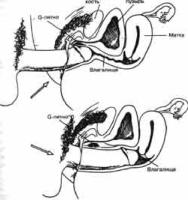 ��� - ������� �������. ���������������� �������, ��������� �������