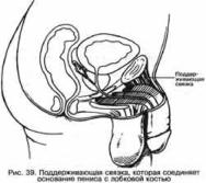 ��� - ������� �������. ���������������� �������, ��������� �������