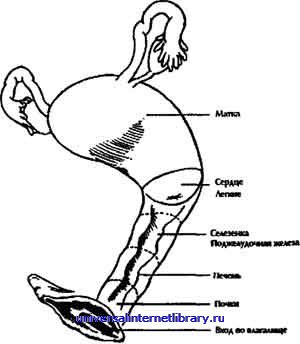 ������ - �������� ������� �����