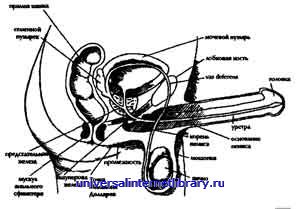 ������ - �������� ������� �����