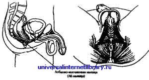 ������ - �������� ������� �����