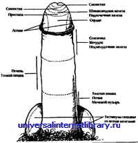 ������ - �������� ������� �����