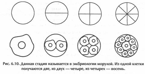 ������ - ��������� �������� Ii. �������� ����������