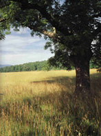 ����� - � ������� ����� ����