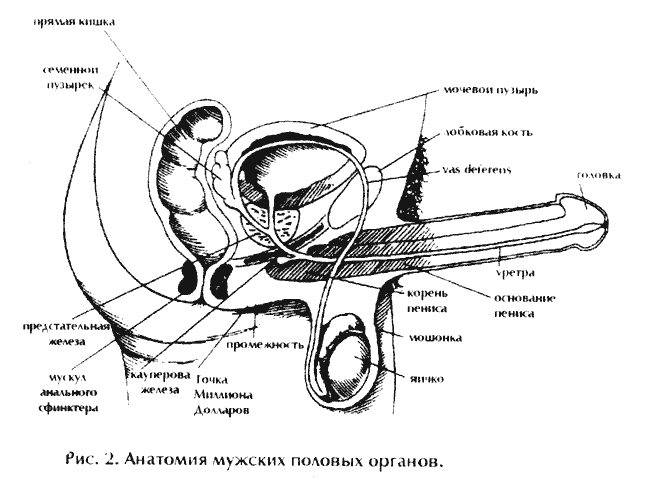 ����� ����������� ������. ������������ ����. �������� ���� �������