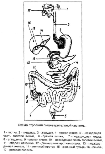 �������� �. �. - ������ ����� � ��� �������. ������ � �������� ������������ � ����������������