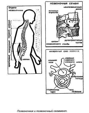 �������� �. �. - ������ ����� � ��� �������. ������ � �������� ������������ � ����������������