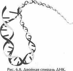 ��� ������, ��������� ���� -