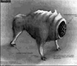 Настойчивость