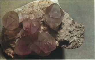 ����� �������� ��������