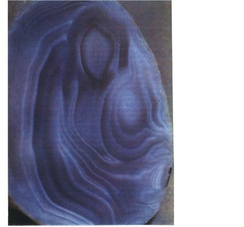 ����� �������� ��������