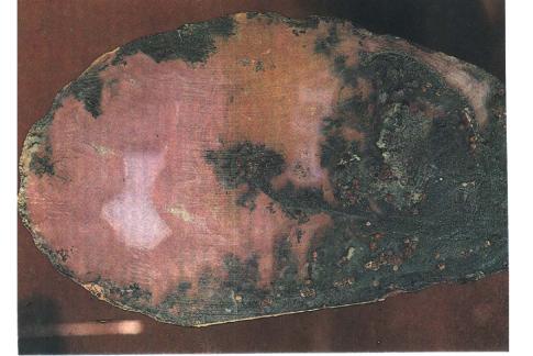 ����� �������� ��������