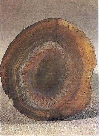 ����� �������� ��������