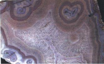 ����� �������� ��������