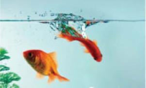 ��������� ����